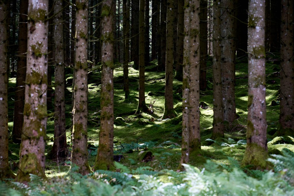 Du siehst den Wald vor lauter Bäumen nicht?